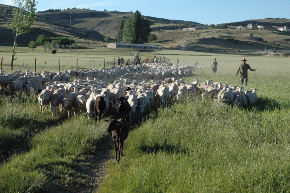 Granada.- La Junta informa de la convocatoria de ayudas al sector afectado por Viruela Ovina Caprina