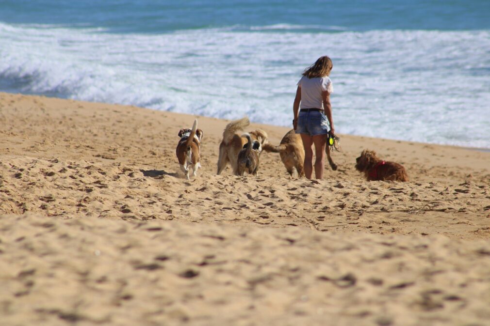 perro y playa - Inna por Pixabay