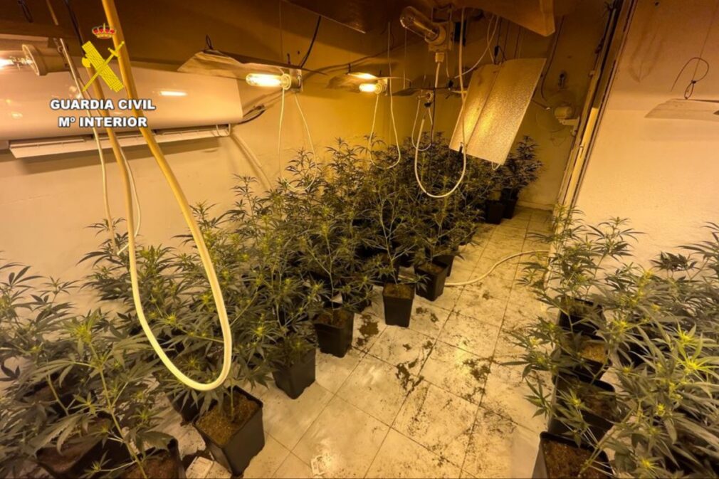 plantacion-cannabis-sativa-marihuana-zulo-ogijares