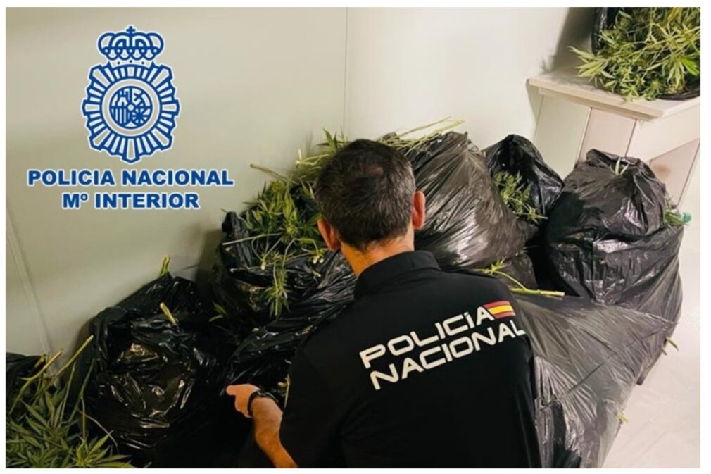 policia-nacional-marihuana-plantación-incautada