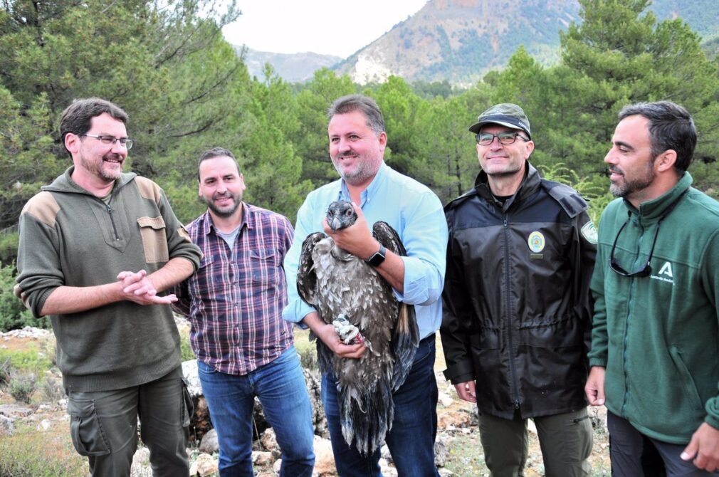 Granada.- AndalucíaVerde.- Liberan dos nuevos pollos de quebrantahuesos en el Parque Natural de Castril