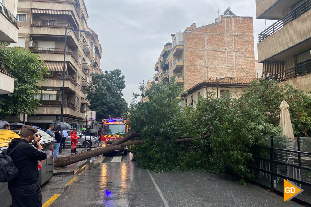 caida arbol en calle Alhamar - Foto Olga Pérez