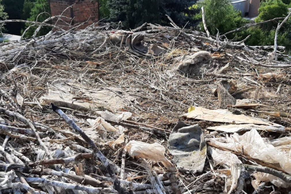 Los pájaros incorporan basura humana en sus nidos para alardear de su calidad reproductiva