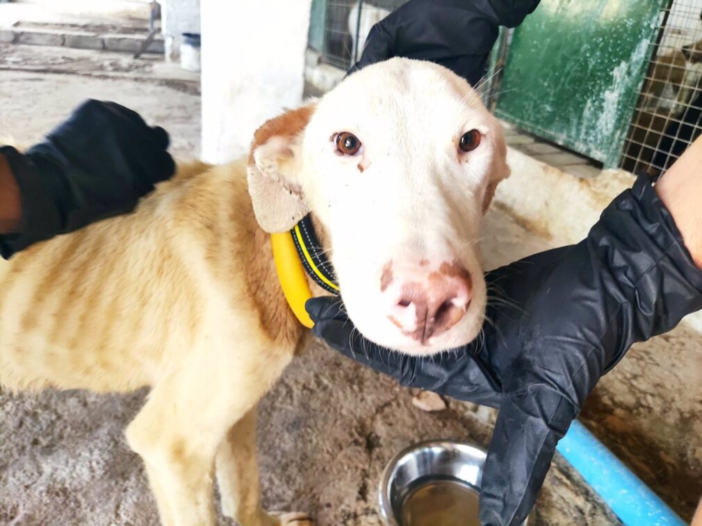 Granada.- Sucesos.- Retirados 32 perros de caza de un rehalero de Granada en "pésimas condiciones"