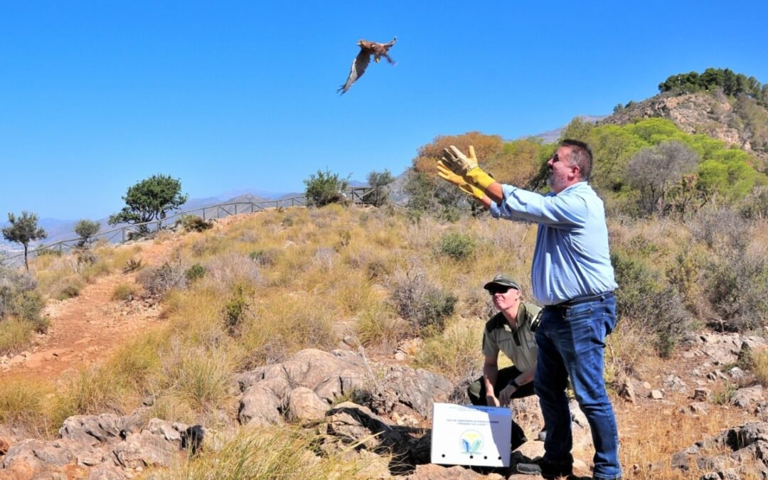 La Junta devuelve al medio natural ocho ejemplares de aves silvestres en Almuñécar