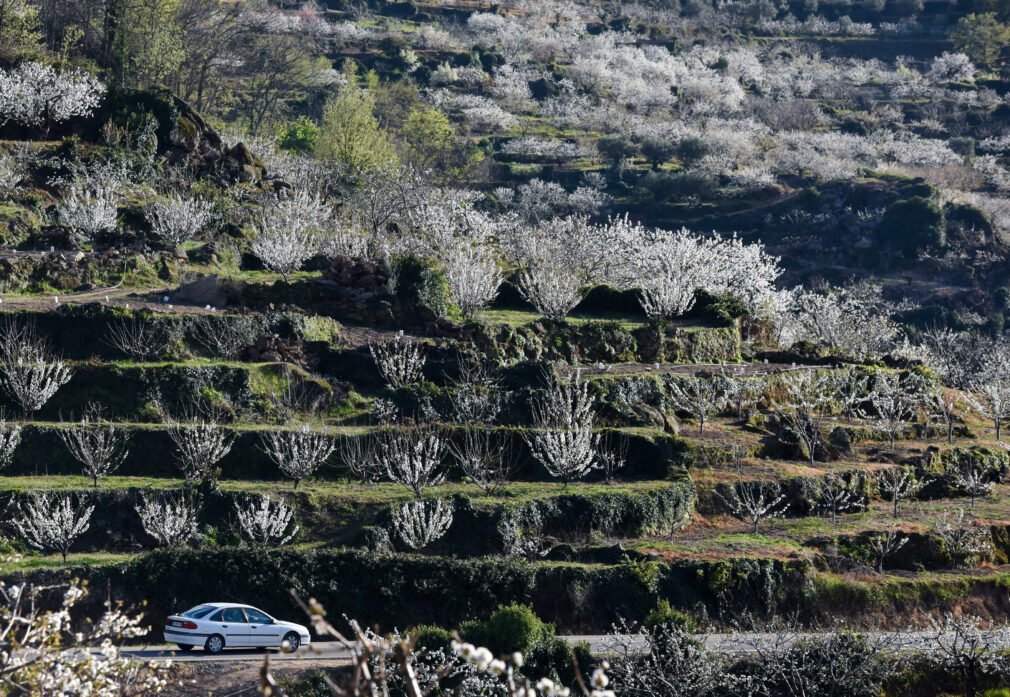 Cerezos en flor en el Valle del Jerte