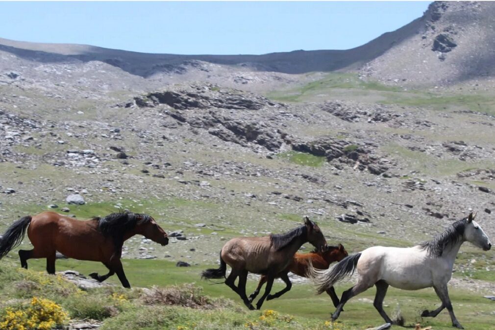 caballos salvajes sierra nevada - foto julia torres