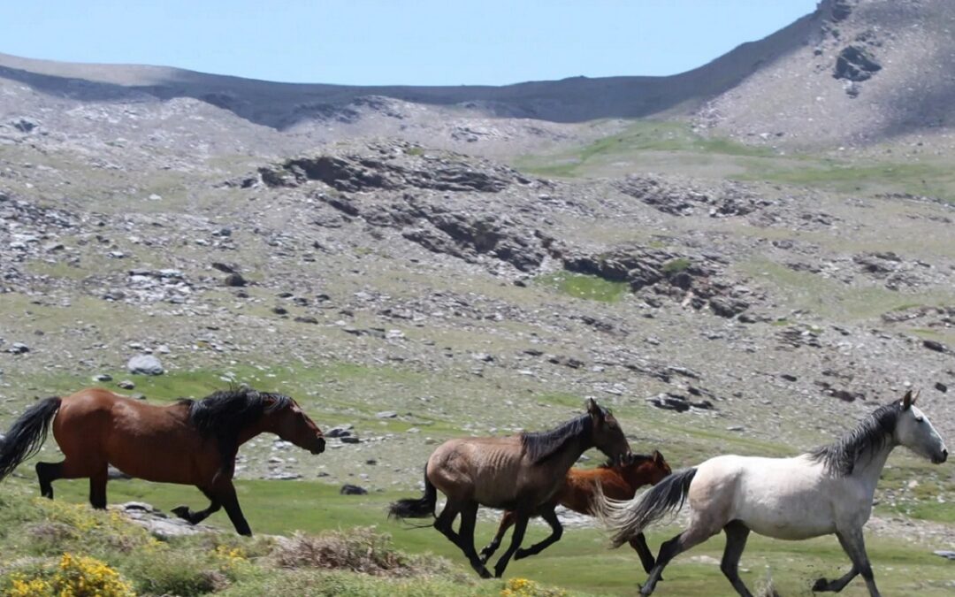 El Parque Nacional de Sierra Nevada, el hogar para un centenar de caballos salvajes