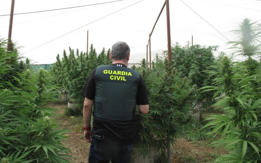 Desarticulados once centros de producción de marihuana en Cogollos Vega e Iznalloz