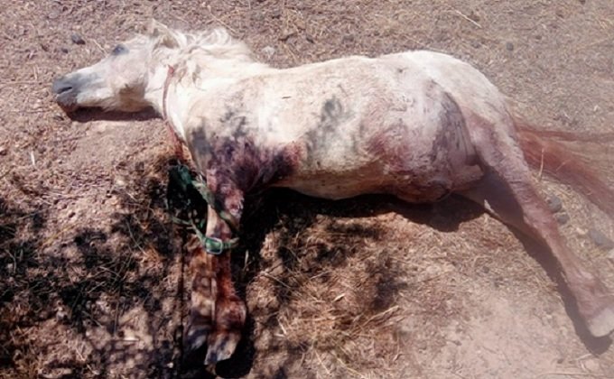 poni muerto en Baza - Foto Guardia Civil