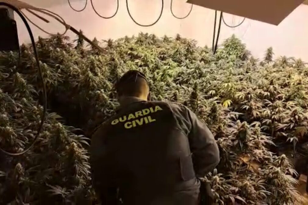 Marihuana cannabis guardia civil