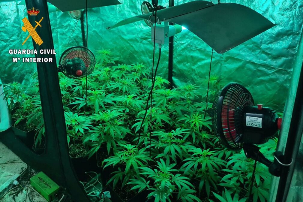 Granada.- Sucesos.- Incautadas 2.902 plantas de marihuana en una urbanización de Moraleda de Zafayona