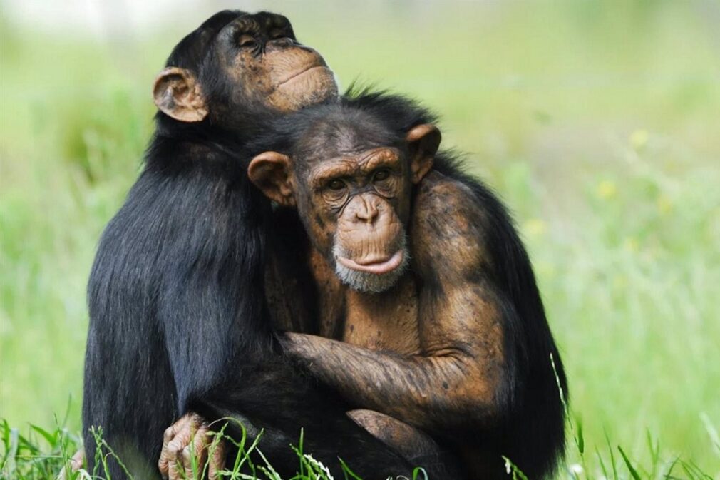 Granada.- Un estudio apunta a que el comportamiento homosexual en mamíferos es más frecuente en especies sociales