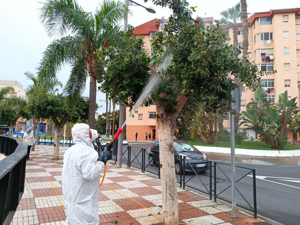 TRATAMIENTO FICUS CON OZONO EN ALMUÑECAR 23 (2)