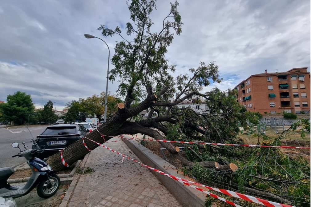 caida arbol granada en calle poeta rafael guillen