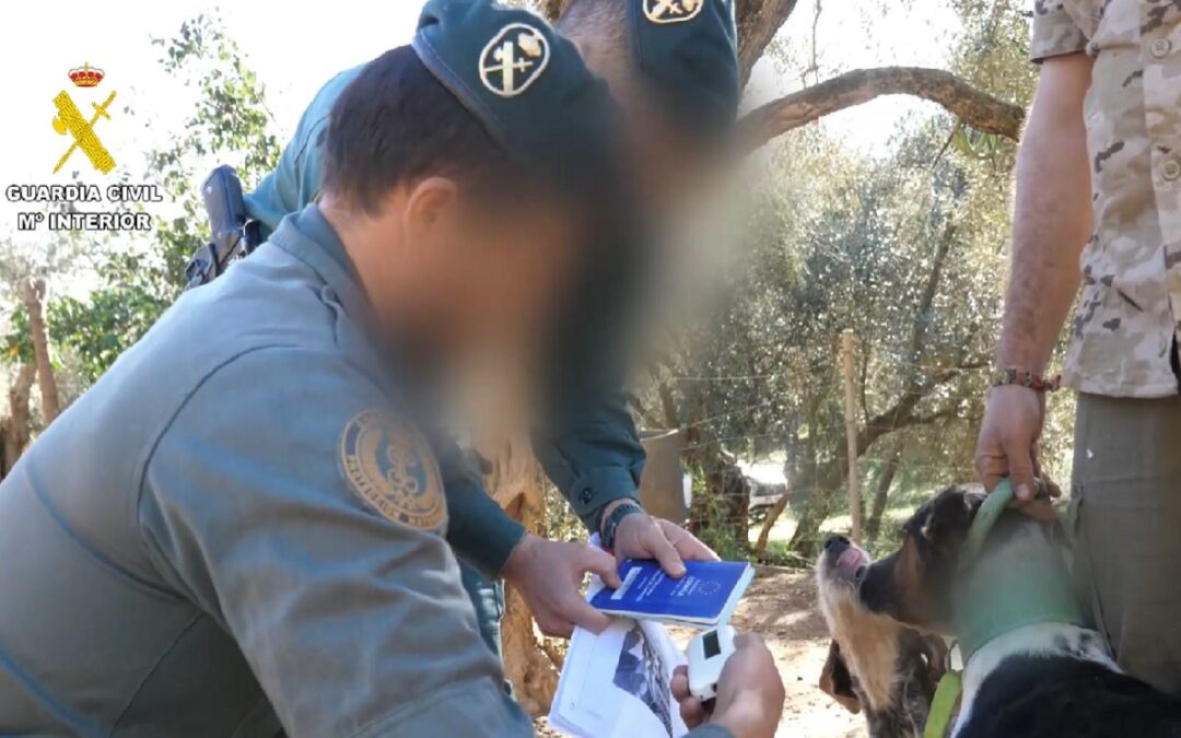 Un total de 15 investigados por mutilar a perros en la provincia de Granada