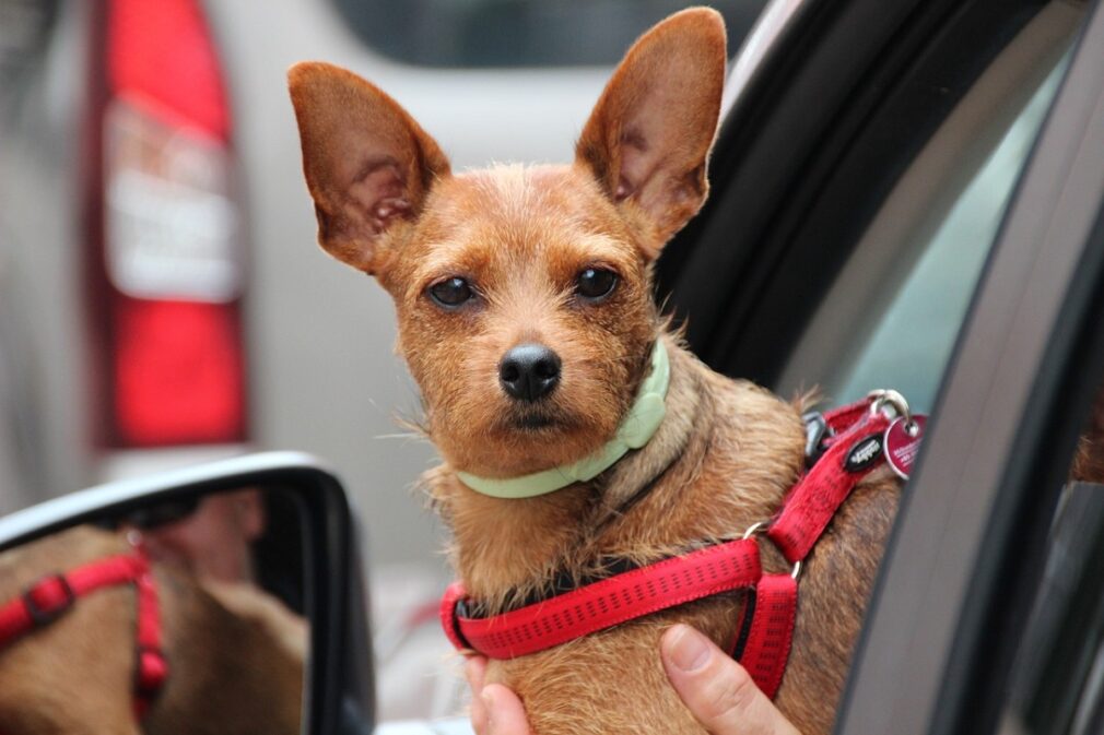 mascota perro en coche - foto barbara en pixabay