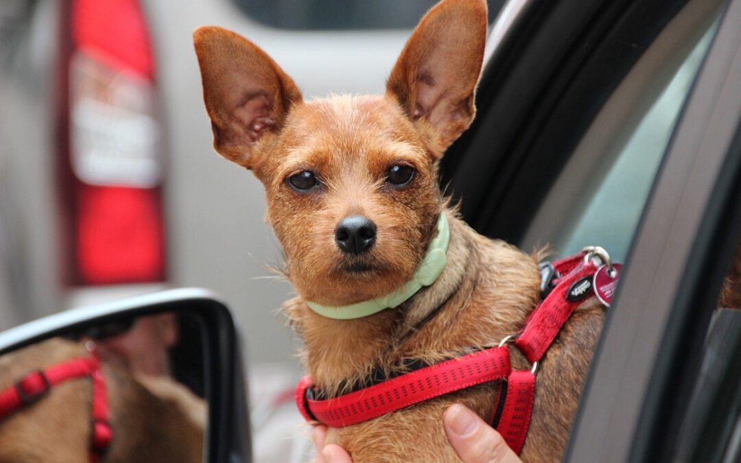 Las multas de la DGT por dejar una mascota sola en el coche