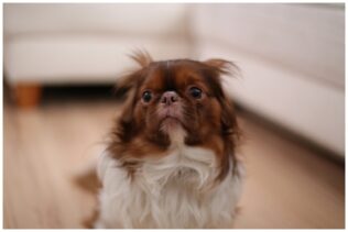 Cómo evitar que tu mascota se asuste con los fuegos artificiales