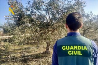 guardia civil olivos aceituna