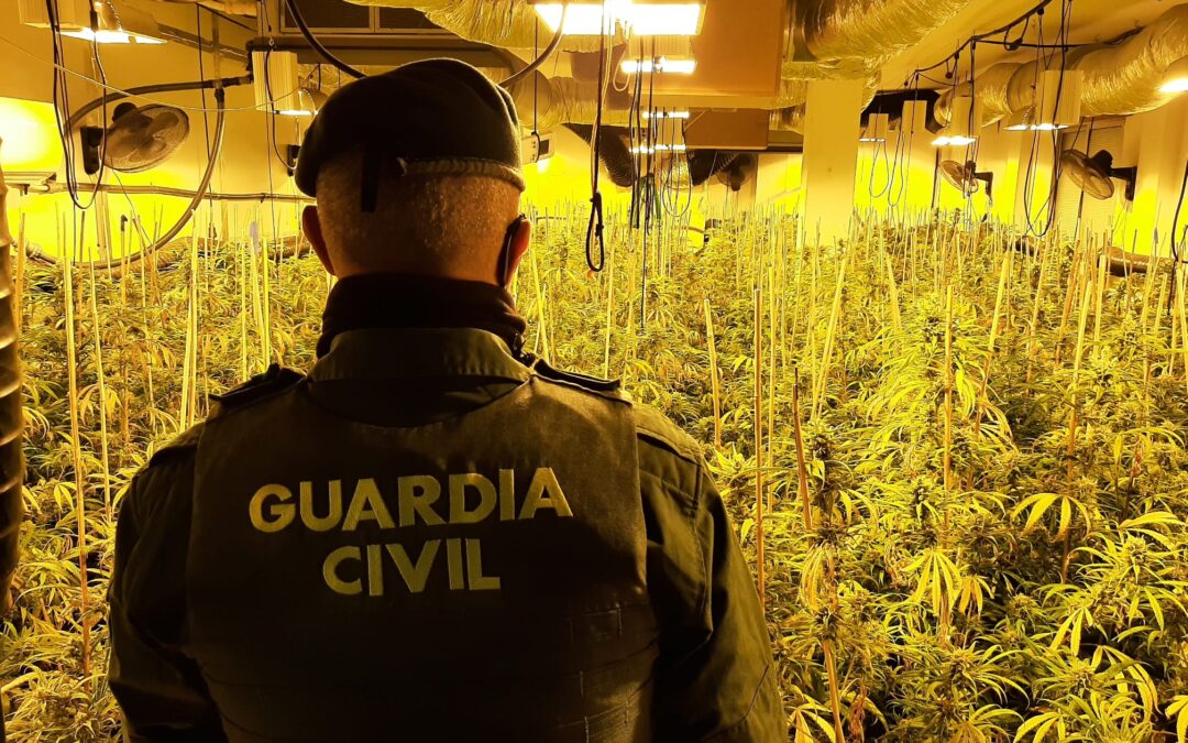 La Guardia Civil se incauta de 2.349 plantas de cannabis sativa en Pinos Puente