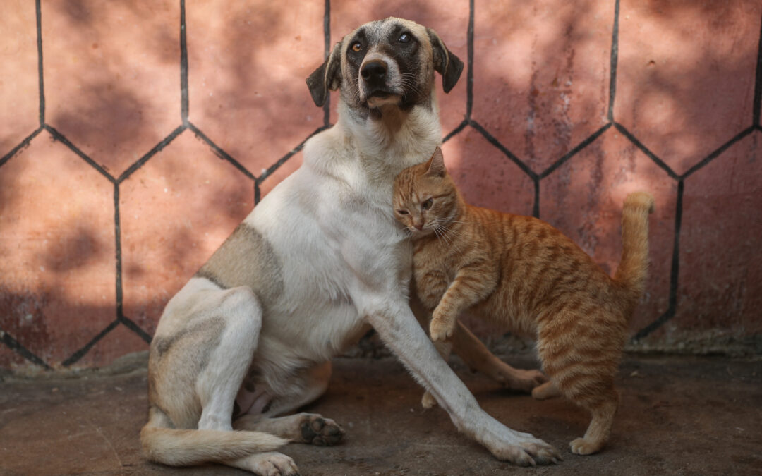 6 claves para una nutrición óptima para perros y gatos