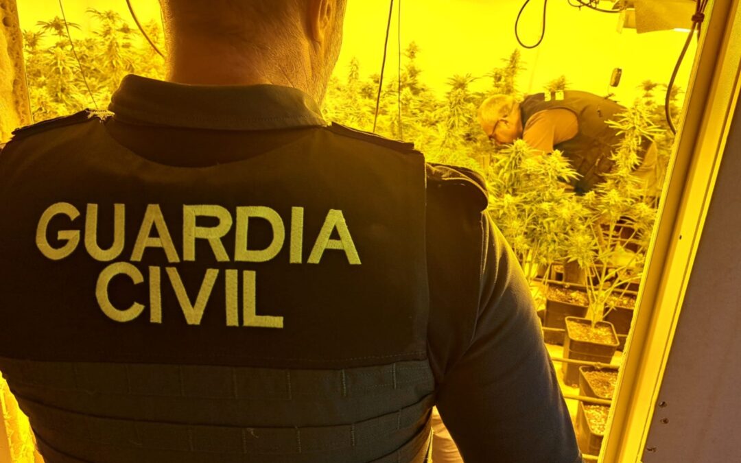 Incautadas 1.181 plantas de marihuana en Alfacar y Ogíjares