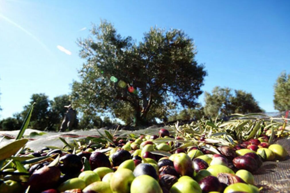 Aceituna olivo