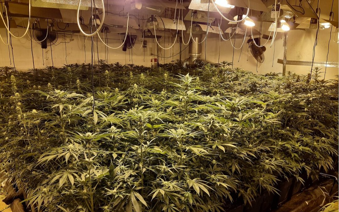El aumento de plantaciones de marihuana ‘indoor’ en Granada acarrea problemas de seguridad y mayor toxicidad