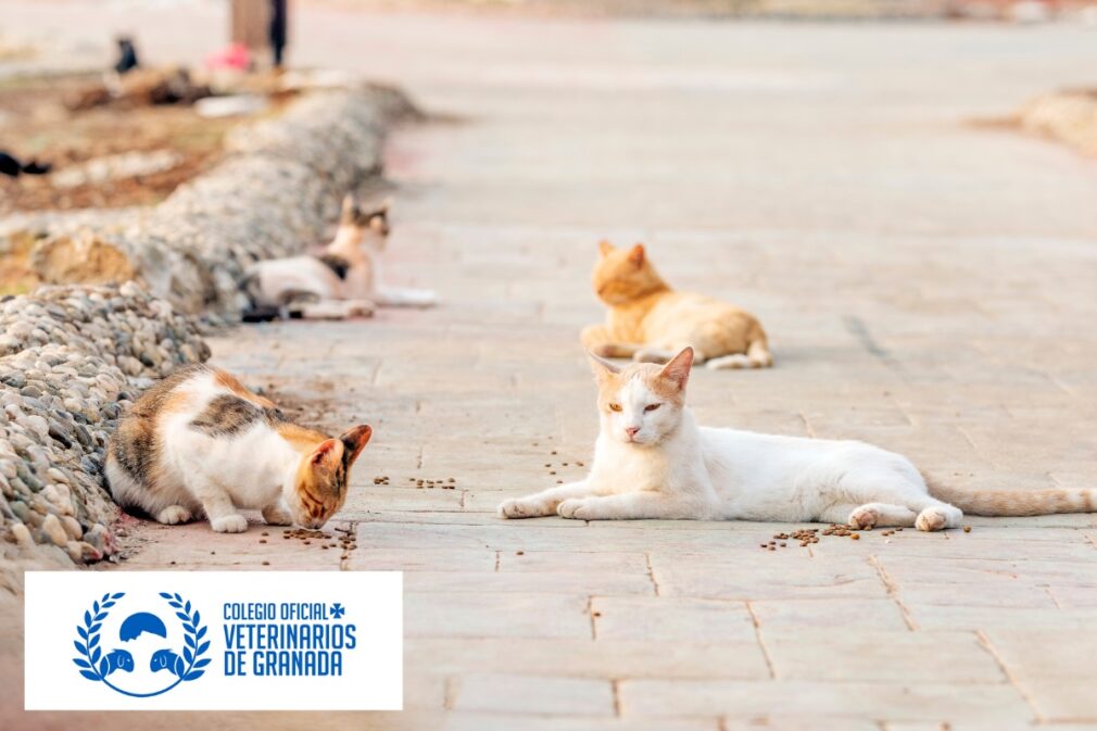 gatos - ley bienestar animal - colegio de veterinarios granada