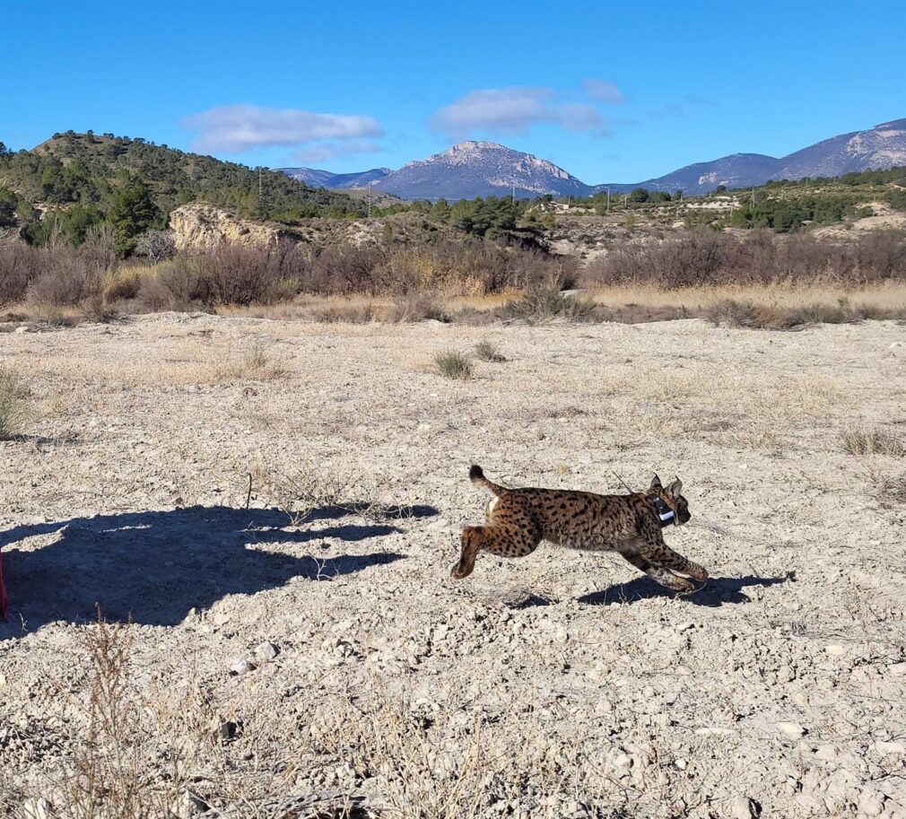 Encuentran el cadáver de uno de los linces ibéricos introducidos en la Región en la A-92 a la altura de Guadix (Granada)