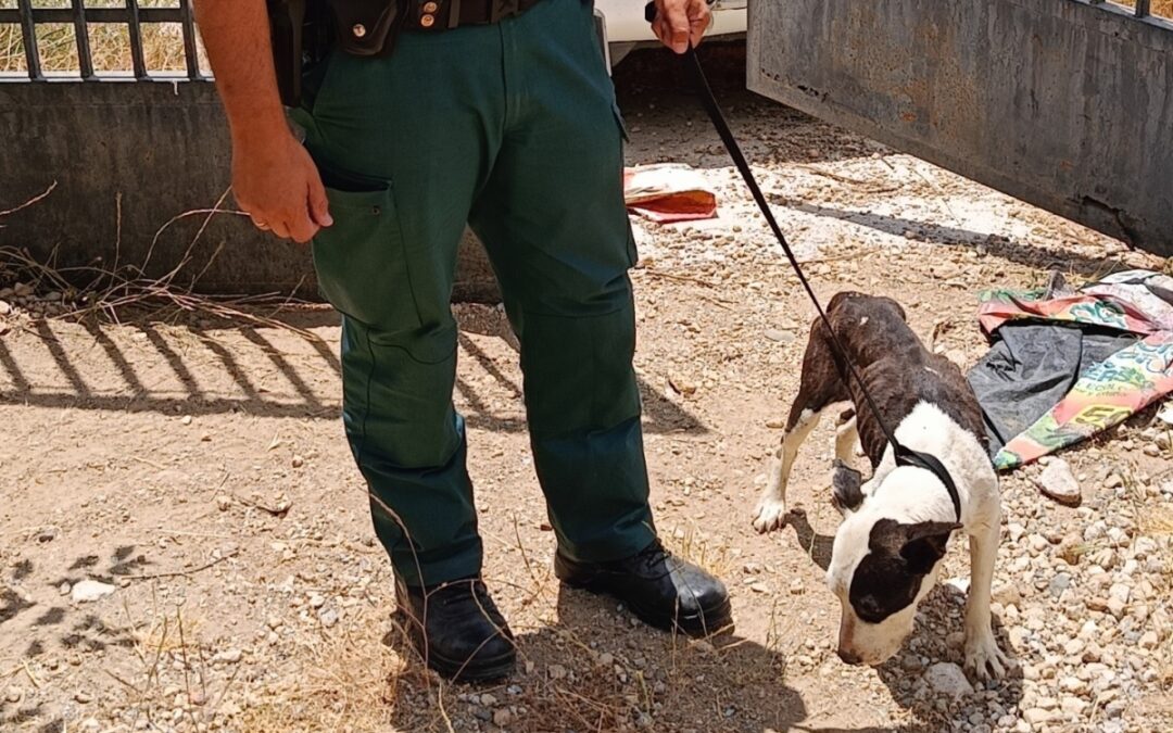 Investigado en Beas de Granada por el estado en el que tenía a sus perros