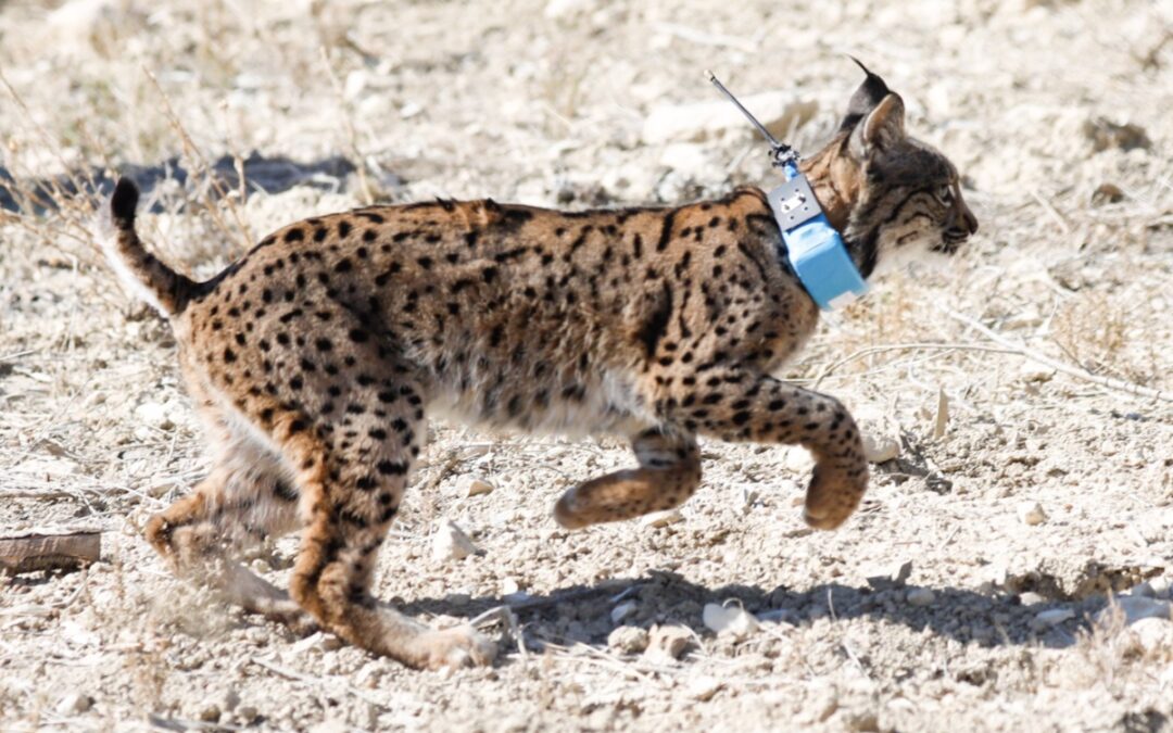 El lince ibérico deja de ser una especie "en peligro de extinción"