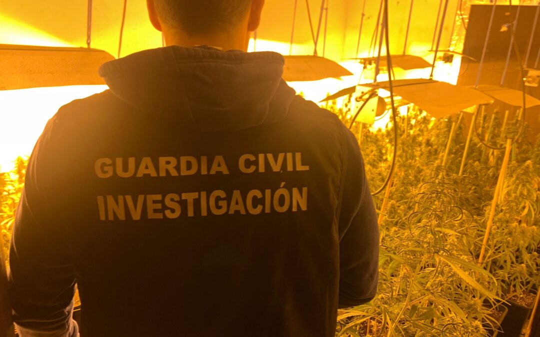 Incautadas 3.300 plantas de marihuana en doce viviendas de cuatro municipios del Cinturón