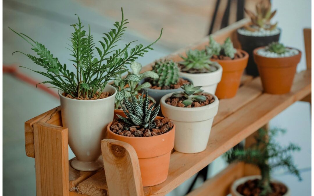 El asombroso invento de una enfermera para cuidar las plantas durante las vacaciones