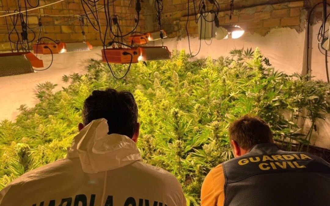 Incautadas 982 plantas en tres centros de producción de marihuana en Loja