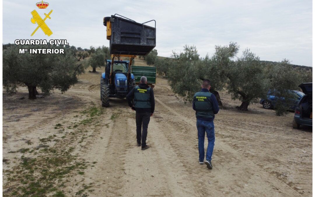 Detenida una mujer de Pinos Puente por comprar aceitunas robadas