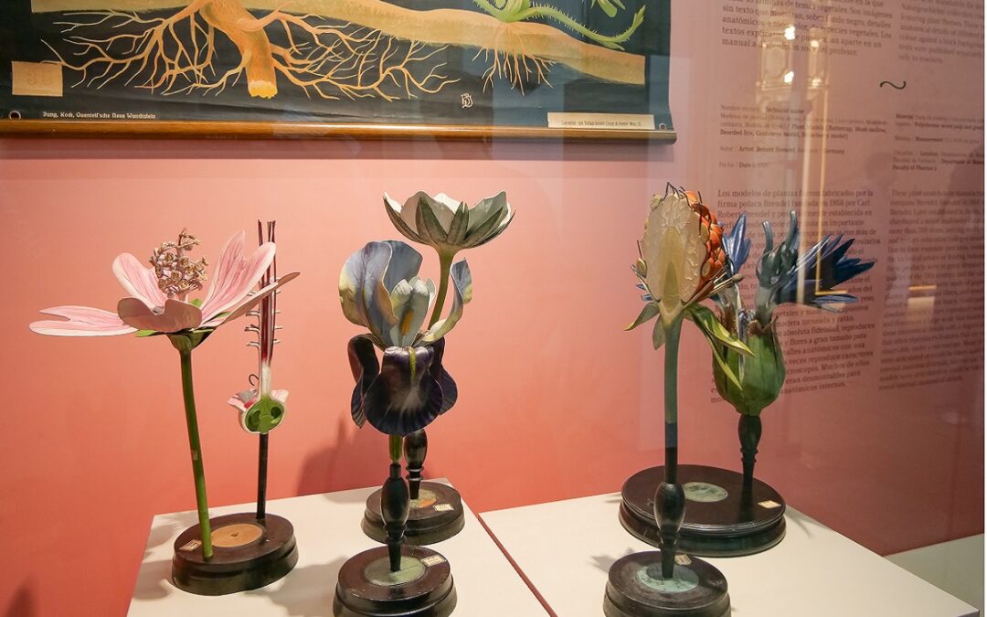 El zaguán del Hospital Real muestra con 'Botánica' los modelos de planta que servían para enseñar ciencia a finales del XIX