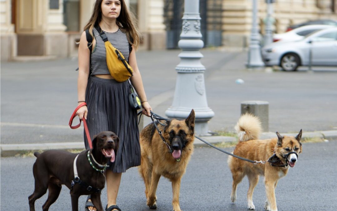 Verano con mascotas: el auge de los paseadores y cuidadores de perros en Granada