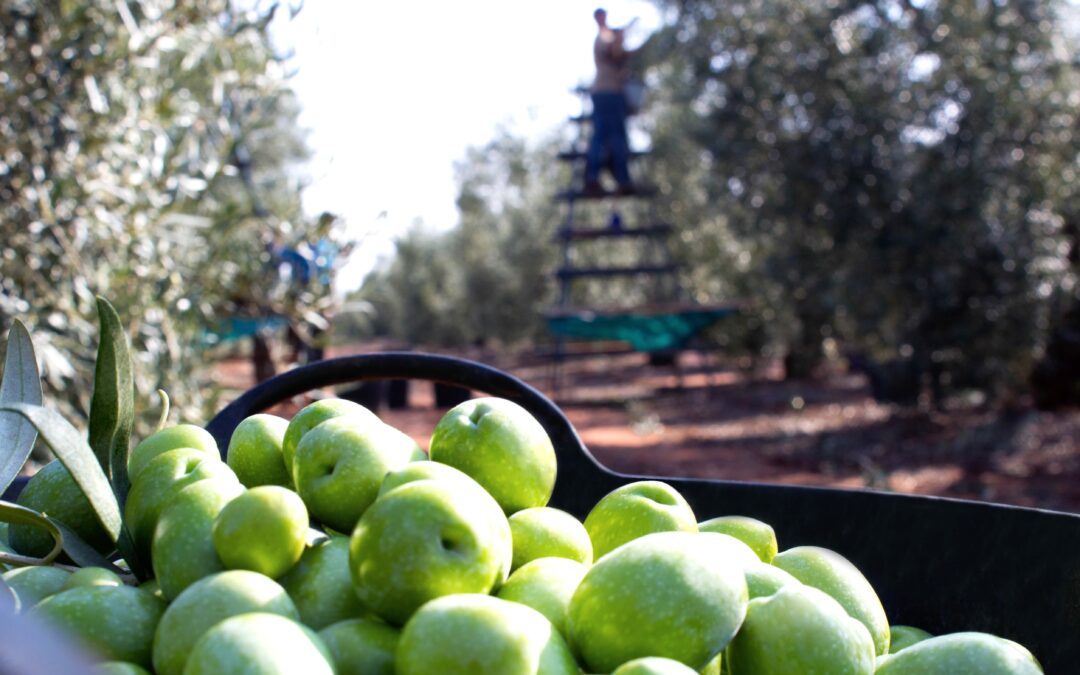 Granada afronta una campaña de aceituna "mejor que en los dos últimos años"