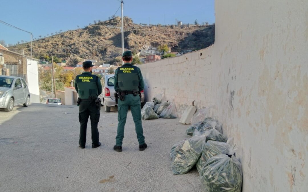 Descubren 26 centros de producción de marihuana en Pinos Puente