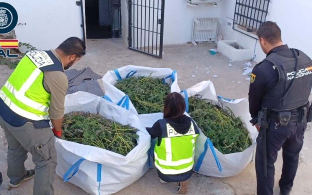 Incautan más de 430 plantas de marihuana en una vivienda de Baza