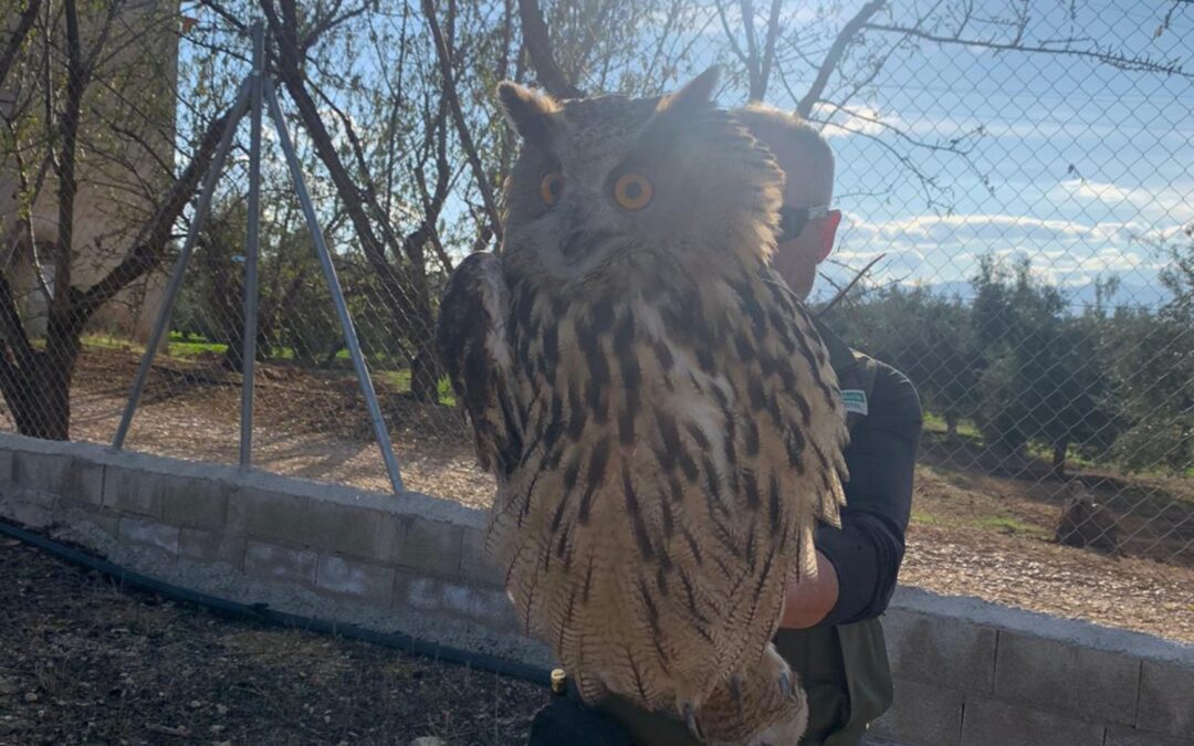 Rescatan un búho real herido en Moraleda de Zafayona