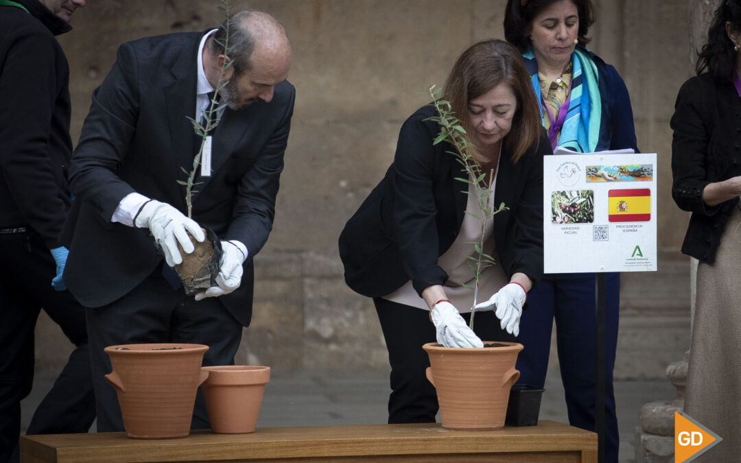 Galería | La plantación de olivos en la Alhambra para el 'Jardín de la Paz'