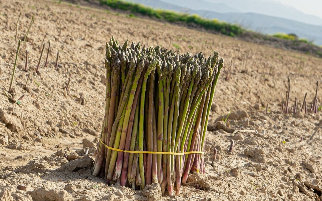 Comienza la recogida del espárrago verde de Huétor Tájar