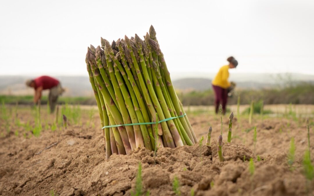 Espárrago verde español: un producto fresco y de calidad en plena temporada