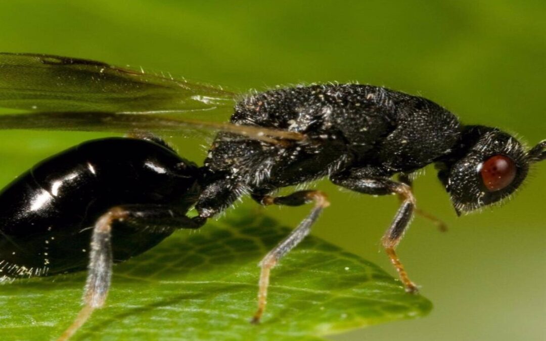 Alerta en Granada por la llegada de la plaga de la avispilla del almendro