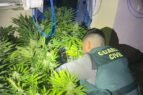 guardia civil marihuana