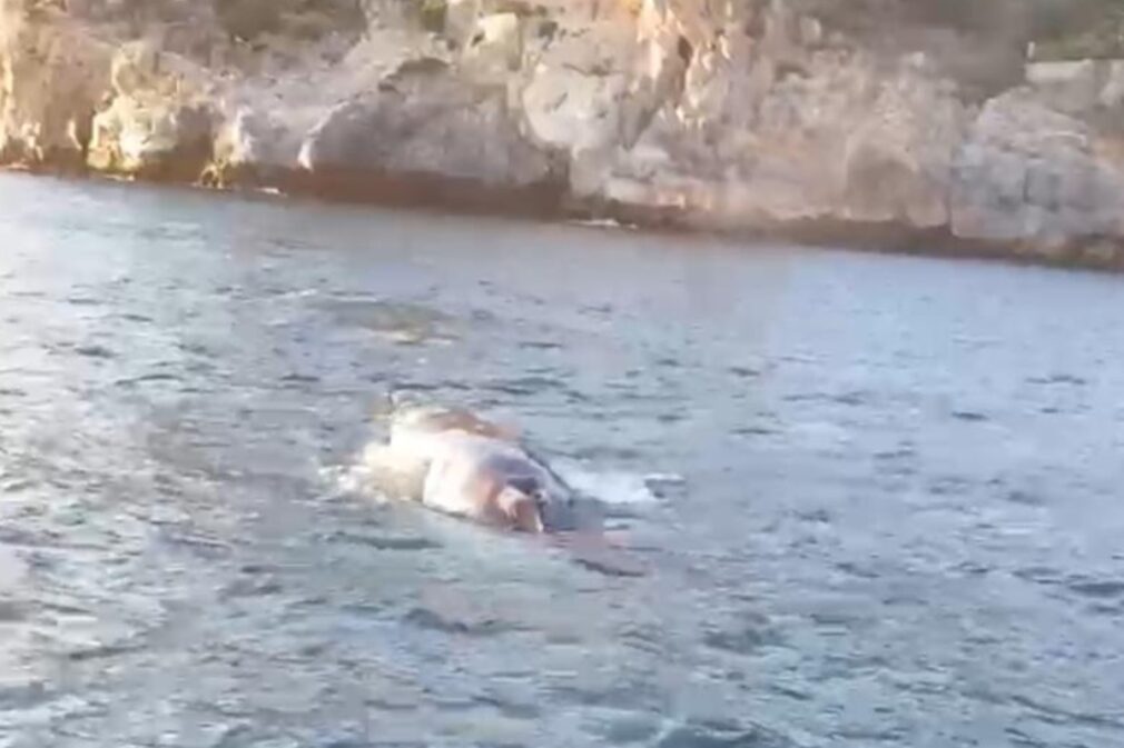 ballena-la-herradura